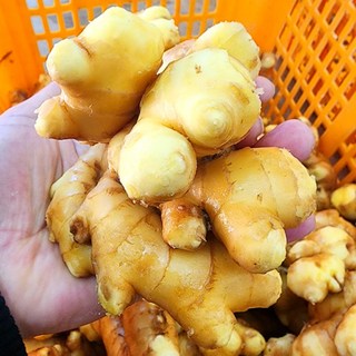 안동 생강 햇생강 흙생강 세척생강 깐생강, 1개, 세척생강[특품] 1kg