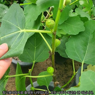 목하원예조경 승정도후인무화과나무 화분묘, 1개