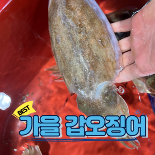 살아있는 횟감가능한 국내산 갑오징어 생물, 1박스, 갑오징어 3kg