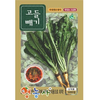 고들빼기 씨앗 5000립 1개 상품 이미지