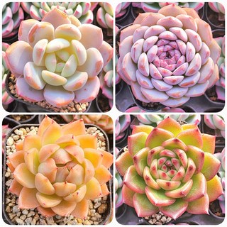 요즘인기있는 다육이 4종보기 다육식물 5번-인기 4종세트 1개 상품 이미지