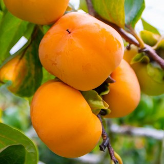 차량 단감 감나무 묘목