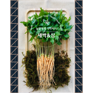 새싹농부 건강한 새싹삼 가정용 혼합 크기 100뿌리 이상, 총 300개 새싹쌈 새싹농부 건강한 새싹삼 가정용 혼합 크기 100뿌리 이상, 총 300개 새싹쌈
