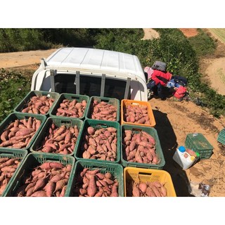 [아빠는농부] 2024년 에어프라이어 해남 세척 명품 고품질 한입 베니하루카 호박 꿀고구마 간식 특품 3/5/10KG 산지직송, 세척 3KG 특상, 1개
