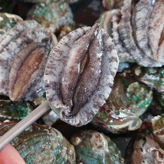 싱싱해 완도 직거래특대 전복 10-11미, 1박스, 대(10-11미)x1.5kg 12 싱싱해 완도 활 전복 1kg 특대 선물세트, 1박스, 10호 (꼬꼬마) 38-42미