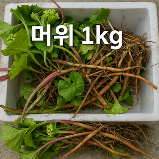 산 머위 뿌리 1kg 산채 머위 3년이상 머위 심기, 1개