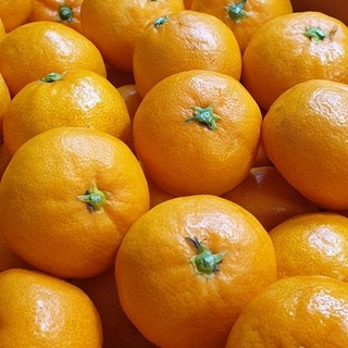 2. 제주 하우스 감..