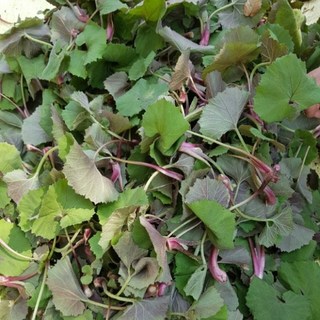 자연산 산지직송 봄나물 머위잎 머위순, 1개, 머위 1kg