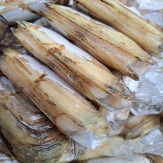 순천 별량 산지직송 맛조개 1kg 30-40개내외(, 1개