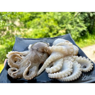 급랭 활 주꾸미 1kg 9미 내외 원물 대사이즈 자연산, 급냉 활 주꾸미 1kg (9미 내외), 1개