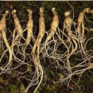 장뇌삼7년근 15뿌리(100g), 1세트, 100g