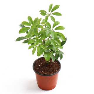 갑조네 홍콩야자(소품) 홍콩야자 1개 상품 이미지