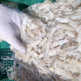 당일경매 제철 활 급냉 꼴뚜기 호래기 냉동 국내산 호래기, 1개, 500g, 급냉(횟감X)