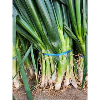 국산 대파 흙대파 1kg 3kg 5kg, 1개
