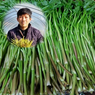 청도 한재 미나리 1kg 무농약 친환경 한방 미나리 대구미나리, 1개 청도미나리 청도 한재 미나리 1kg 무농약 친환경 한방 미나리 대구미나리, 1개 청도미나리
