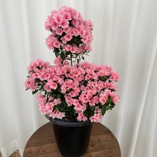 방울철쭉 공기정화식물