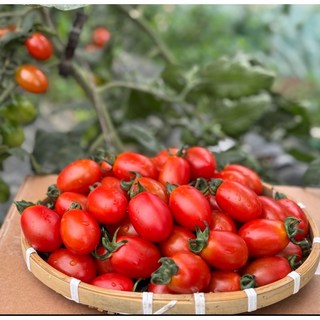 산지직송 친환경 유기농 대추방울토마토 2kg 3kg 5kg, 유기농 대추 방울토마토5kg, 1개