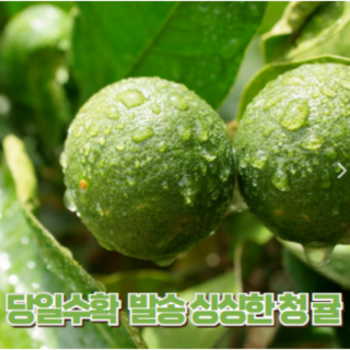 제철365 산지직송 제주도 청귤 풋귤 베이킹소다 증정, 1개, 청귤 특품 10kg