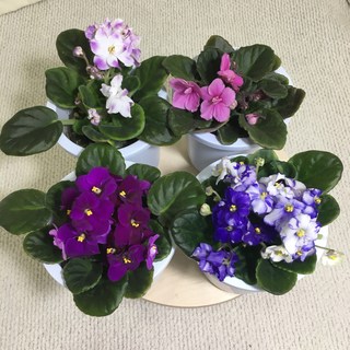 바이올렛 꽃화분