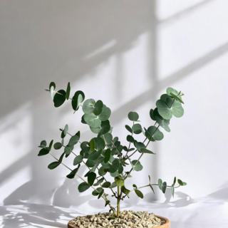 비염에 좋은 식물 유칼립투스 아토피 피부질환에 좋은 식물 1개 블랙잭 상품 이미지