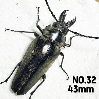 영양사슴하늘소 NO.32 암컷 43mm