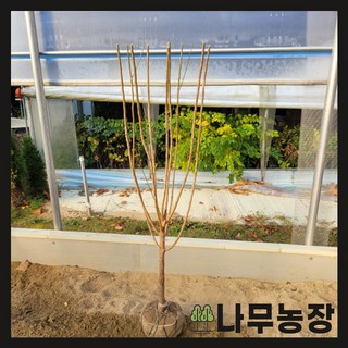 (나무농장) 매화나무 홍설매 R4 내외 개화주 분, 1개