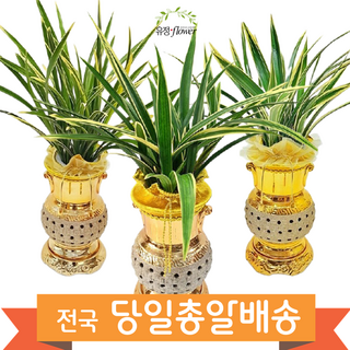 동양란 고급 황금 투각분 동양난 승진 영전 인사이동 축하난 전국 당일배송, 1개