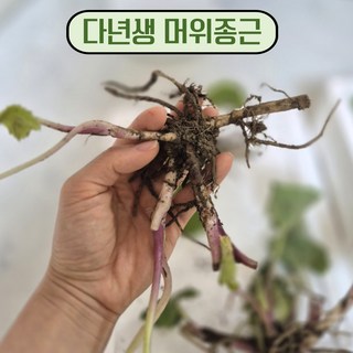 [충남 공주] 국산 머위종근 다년생, 20개