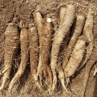 시나브로팜 강원도 양구 더덕(가정용 무침용), 4kg(가정용,무침용), 1개
