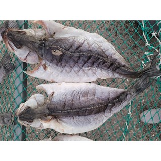 국내산 명품반건조 농어(생물50cm 1.5kg전후)제수선물산지직송, 1개, 생물 2kg 전후