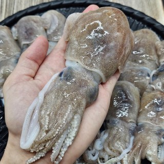 국내산 급냉 귀오징어 2kg 통찜용