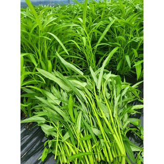 아이스박스 포장/공심채 1kg /모닝글로리/rau muong / 아시아 농장 송소희, 1개