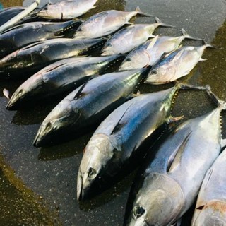 동해안 손질 통 참치 참다랑어 회 필렛 원물3-4kg, 1개, 원물 3-4kg 내외(손질전)