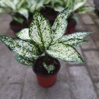 스노우사파이어로 문제 해결하기