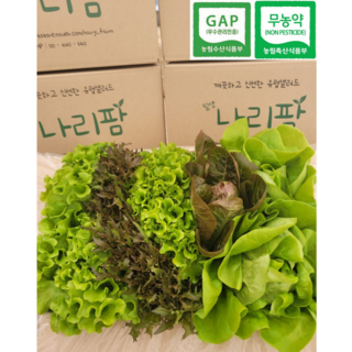 친환경 무농약 유럽샐러드 유러피안 샐러드 채소 1kg (6~8종) 600g (3~5종) 유럽 상추 쌈채소 모둠 로메인 카이피라 버터헤드, 1박스, 1kg(6~7종)