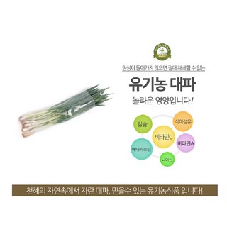대파 1단