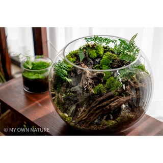 테라리움 원데이클래스 마이온네이처 서울 경기 이끼키우기 테라리움 공방 커플 데이트, 이끼 테라리움(중), 1개 공방데이트추천