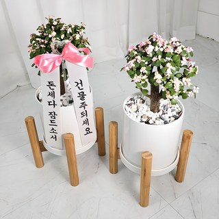 앤드플라워 택배발송 중형 화분세트 + 우드스탠드 + 리본글씨 + 식물가이드 금전수 개업화분 실내공기정화식물, 04.은행목(42cm)우드스탠드, 1개