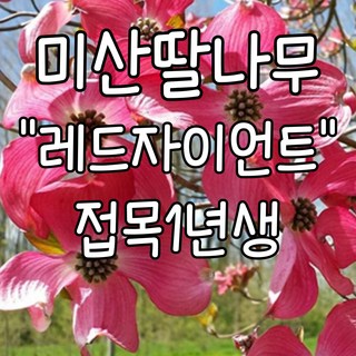 미산딸-레드자이언트 접목1년생 포트묘