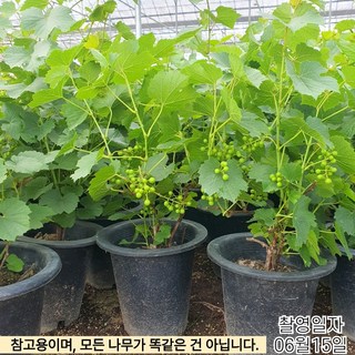 목하원예조경 개량왕머루 묘목 7치 화분 결실주, 1개, 머루나무