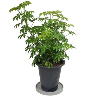 홍콩야자 큰 화분 실내공기정화식물 화분 미세먼지 90_홍콩야자(대품) 1개 상품 이미지