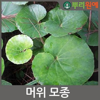 머위 모종과 뿌리 종근 20개 세트 – 약용 식물 머위뿌리