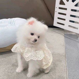 반려동물 수의보 장례 반려 장례식 애견, A. 가벼운 오트밀 색상, D. L811마리
