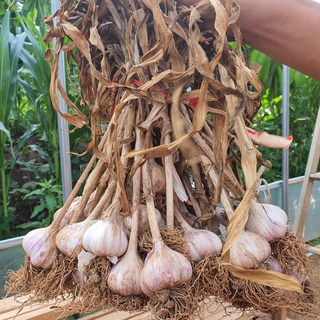 25년 단양마늘 한지형 햇마늘(씨마늘) 3kg 저장용 산지직송, 단양햇마늘 (중-씨마늘추천) 3kg