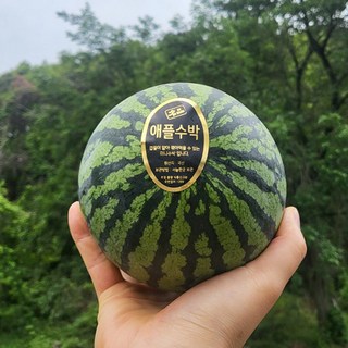 산지직송 프리미엄 고당도 애플수박, 1개, 애플수박 1통 (통당 1.2-1.3kg 내외)