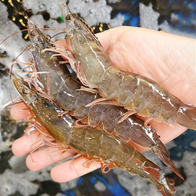 그대의밥상 국산 생물 흰다리새우, 1kg (35미 내외), 1개_신선한 대하로 만드는 맛있는 요리 레시피 공유