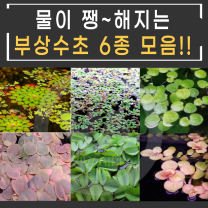 [수초명가] 물이 쨍해지는 부상수초 프리미엄 리뷰후기