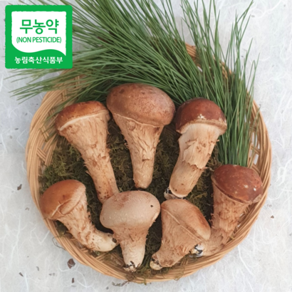 [참송이]친환경 참송이버섯 직접재배 산지직송 중급 // 리뷰후기