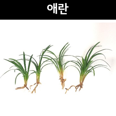 애란초보자수초 자연수초 아름다운수초