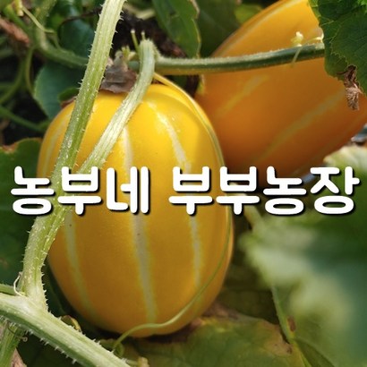 [산지직송] 성주참외 대용량 산지직송 농부네 부부농장